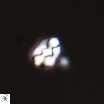 Diorofostoichos emrei 58890