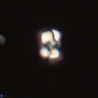Diorofostoichos emrei 58891