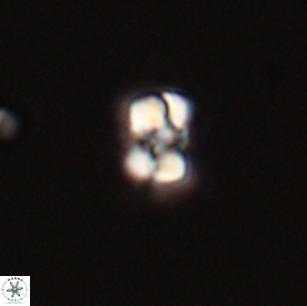 Diorofostoichos emrei 58891