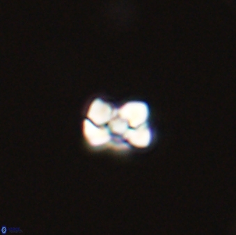 Diorofostoichos emrei 58895