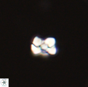 Diorofostoichos emrei 58895