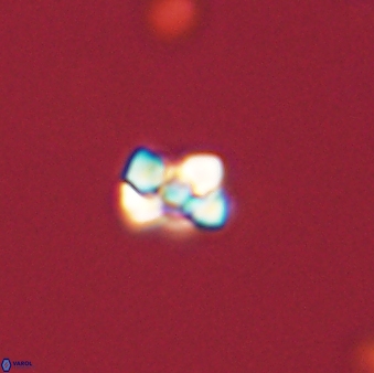 Diorofostoichos emrei 58896