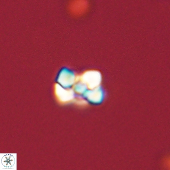 Diorofostoichos emrei 58896