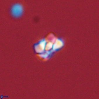 Diorofostoichos emrei 58897