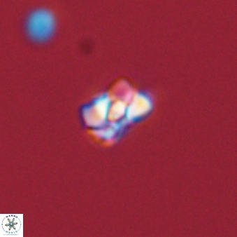 Diorofostoichos emrei 58897
