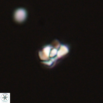 Diorofostoichos emrei 58898