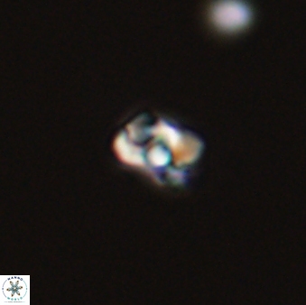 Diorofostoichos emrei 58902