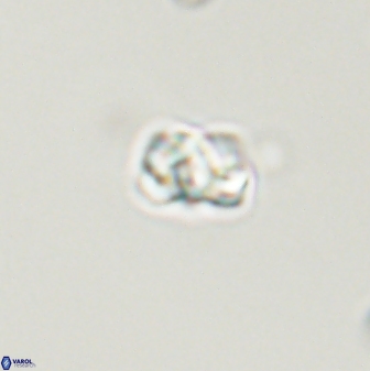 Diorofostoichos emrei 58903