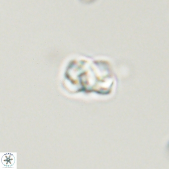 Diorofostoichos emrei 58903