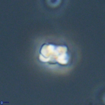 Diorofostoichos emrei 58904