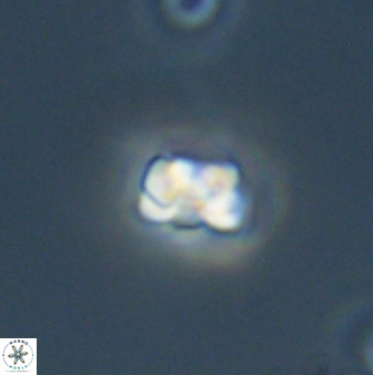 Diorofostoichos emrei 58904