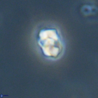 Diorofostoichos emrei 58905