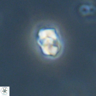 Diorofostoichos emrei 58905