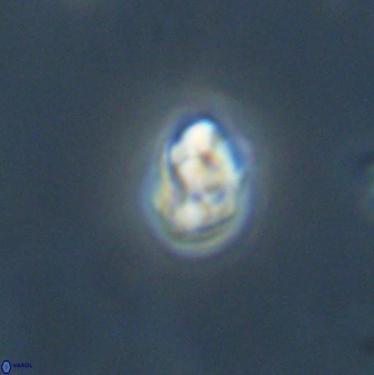 Diorofostoichos emrei 58906