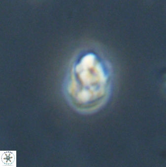 Diorofostoichos emrei 58906