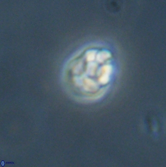 Diorofostoichos emrei 58907