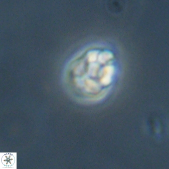 Diorofostoichos emrei 58907