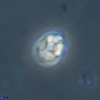 Diorofostoichos emrei 58908