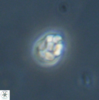 Diorofostoichos emrei 58908