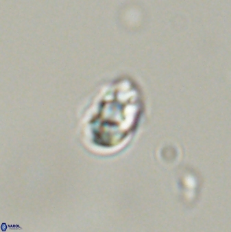Diorofostoichos emrei 58909