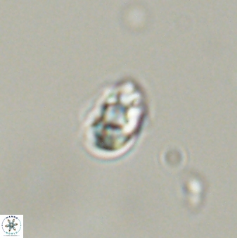 Diorofostoichos emrei 58909