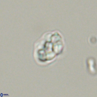 Diorofostoichos emrei 58910
