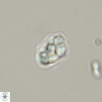 Diorofostoichos emrei 58910