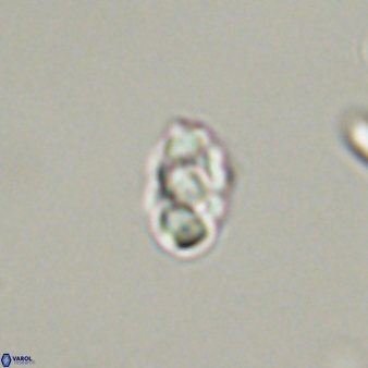 Diorofostoichos emrei 58911