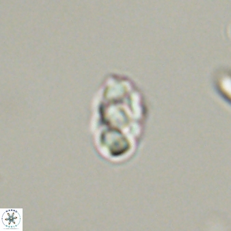 Diorofostoichos emrei 58911