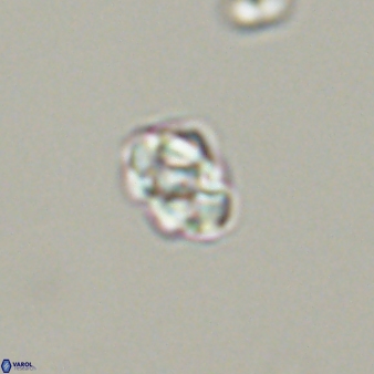 Diorofostoichos emrei 58912