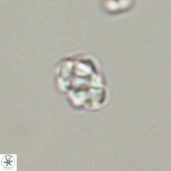 Diorofostoichos emrei 58912