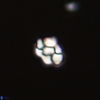 Diorofostoichos emrei 58913