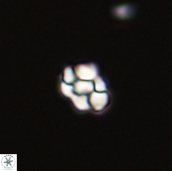 Diorofostoichos emrei 58913