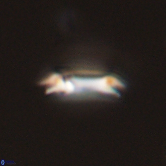Diadelithus tenellus 56723