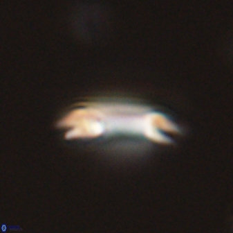Diadelithus tenellus 56724