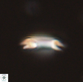 Diadelithus tenellus 56724