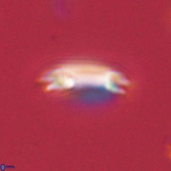Diadelithus tenellus 56725