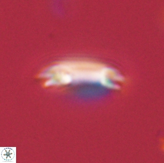 Diadelithus tenellus 56725