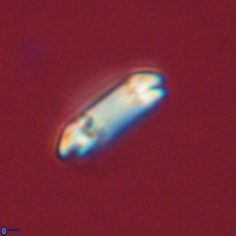 Diadelithus tenellus 56726