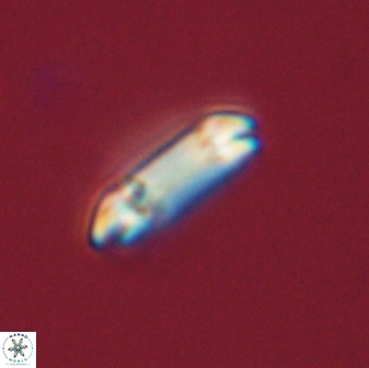 Diadelithus tenellus 56726