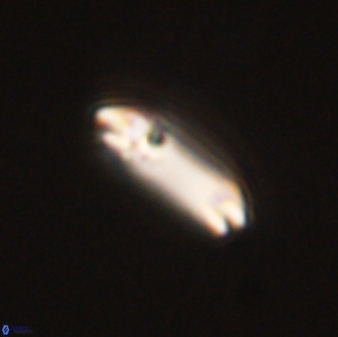Diadelithus tenellus 56728