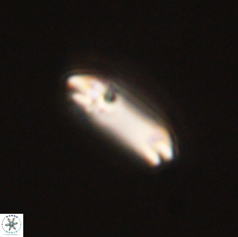 Diadelithus tenellus 56728
