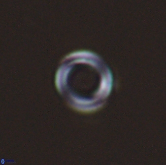 Diadelithus nanus 25261
