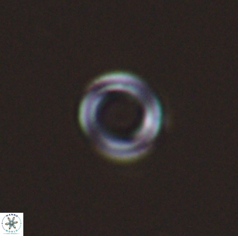 Diadelithus nanus 25261
