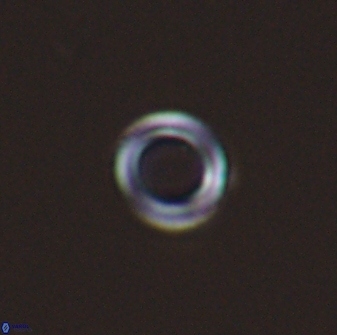 Diadelithus nanus 25263