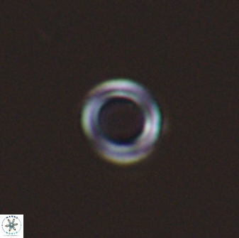Diadelithus nanus 25263