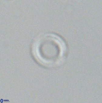 Diadelithus nanus 25264