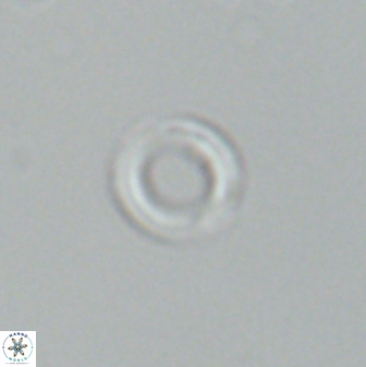 Diadelithus nanus 25264