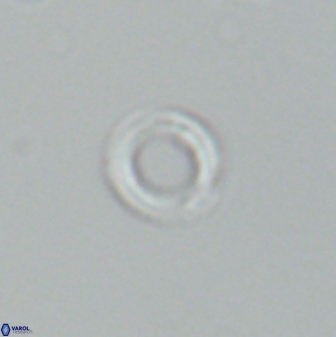 Diadelithus nanus 25265