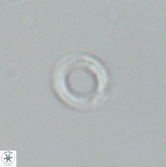 Diadelithus nanus 25265
